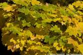 20051029_162342 Platani autunnali.jpg